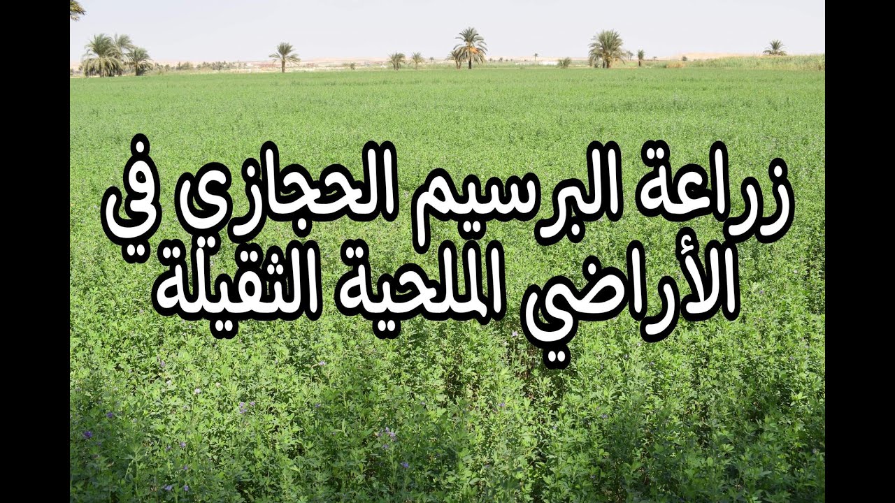 زراعة البرسيم الحجازي في الأراضي الملحية الثقيلة