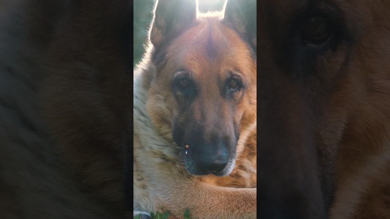 Dogs police #policedog #germanshepherd #husky #dog #usa #gsd