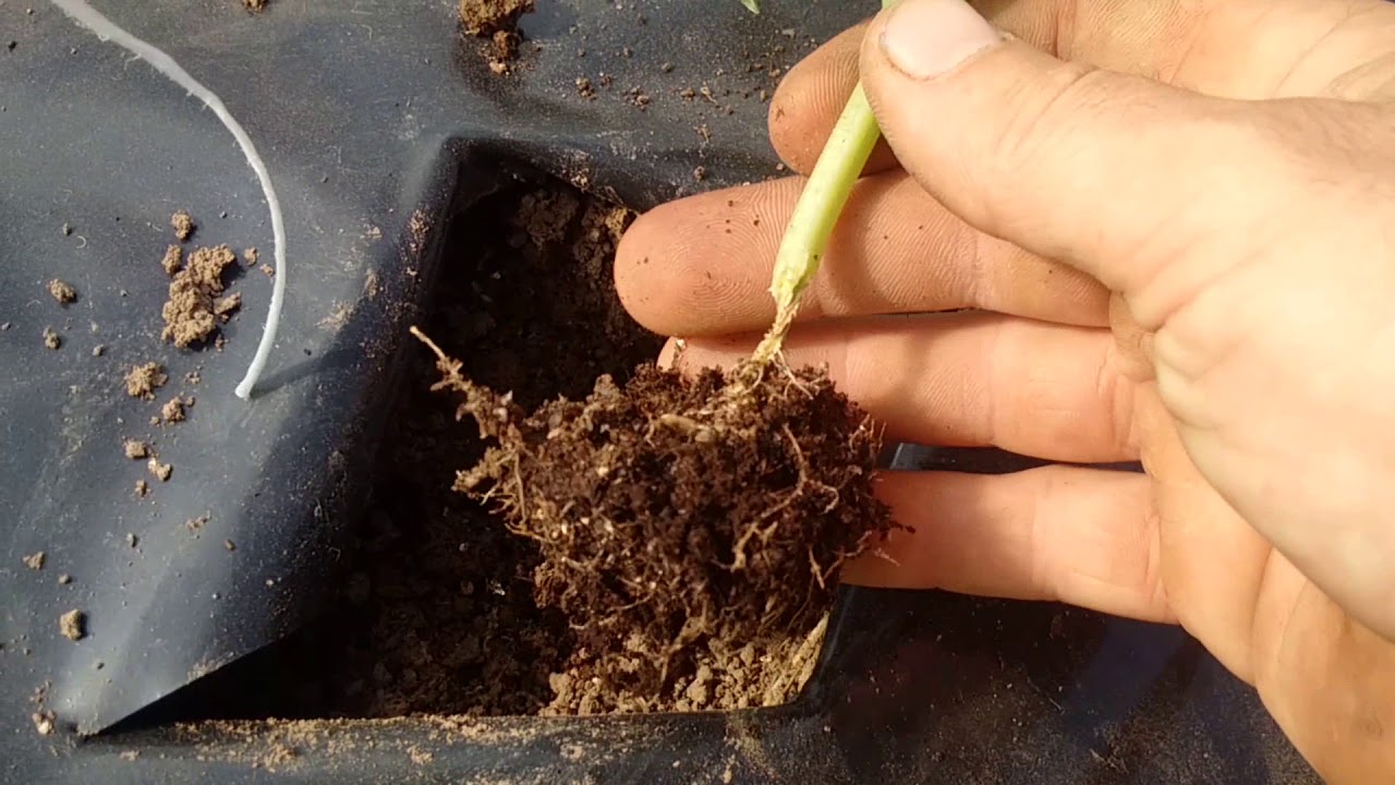 Hıyar Serası, Solarizasyon ve Malçlama