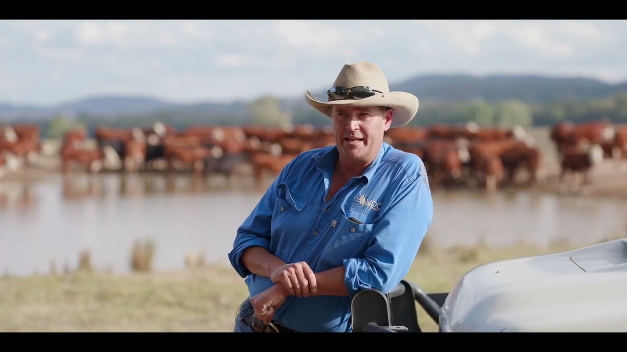 VPC Stud Cattle - Breeding Philosophy