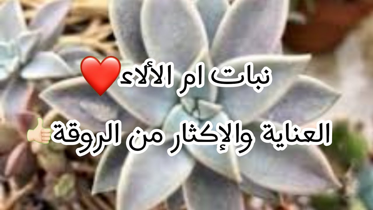 نبات ام الاءالئ| تعرف على طريقة العناية والاكثار بالورقة
