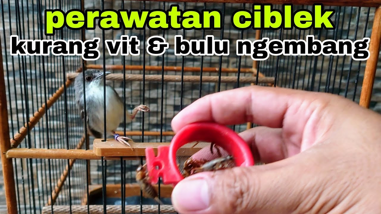 MENGATASI BURUNG CIBLEK KURANG VIT & BULU NGEMBANG | CIBLEK GACOR