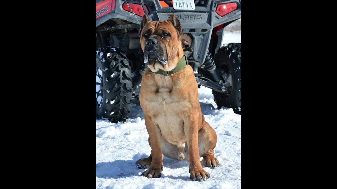 Protection Trained Cane Corso for Sale