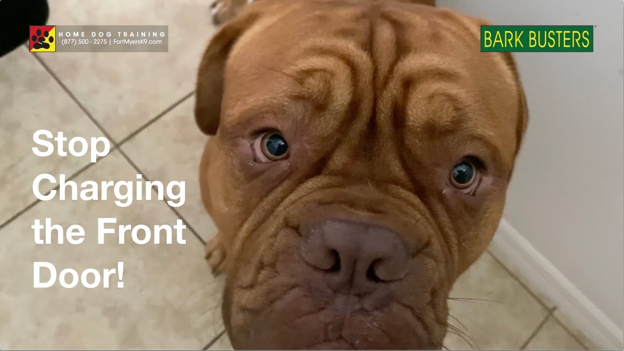 #Dogfrenchmastif  #DoguedeBordeaux Learning Front Door Manners