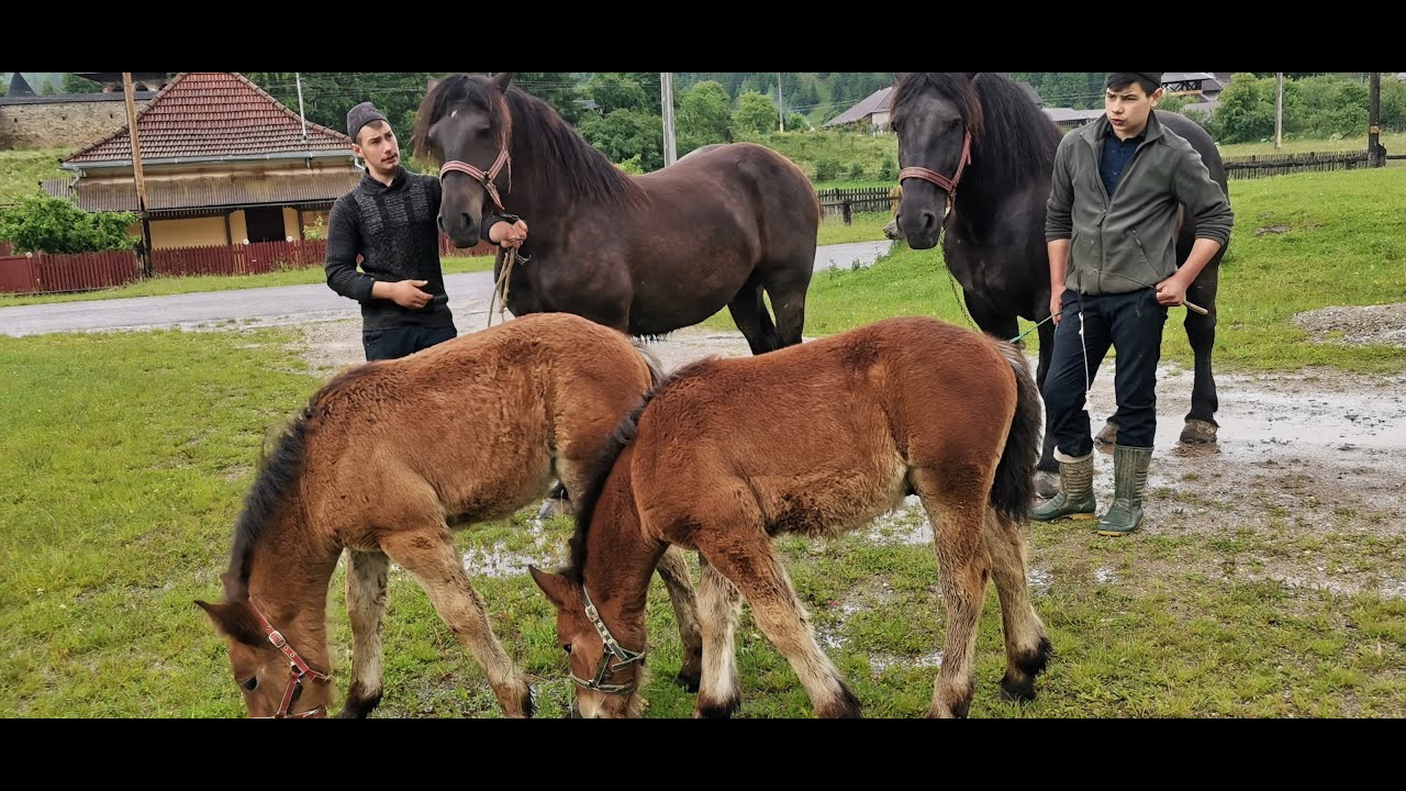 Caii lui Cornel Trufan de la Vatra Moldovitei