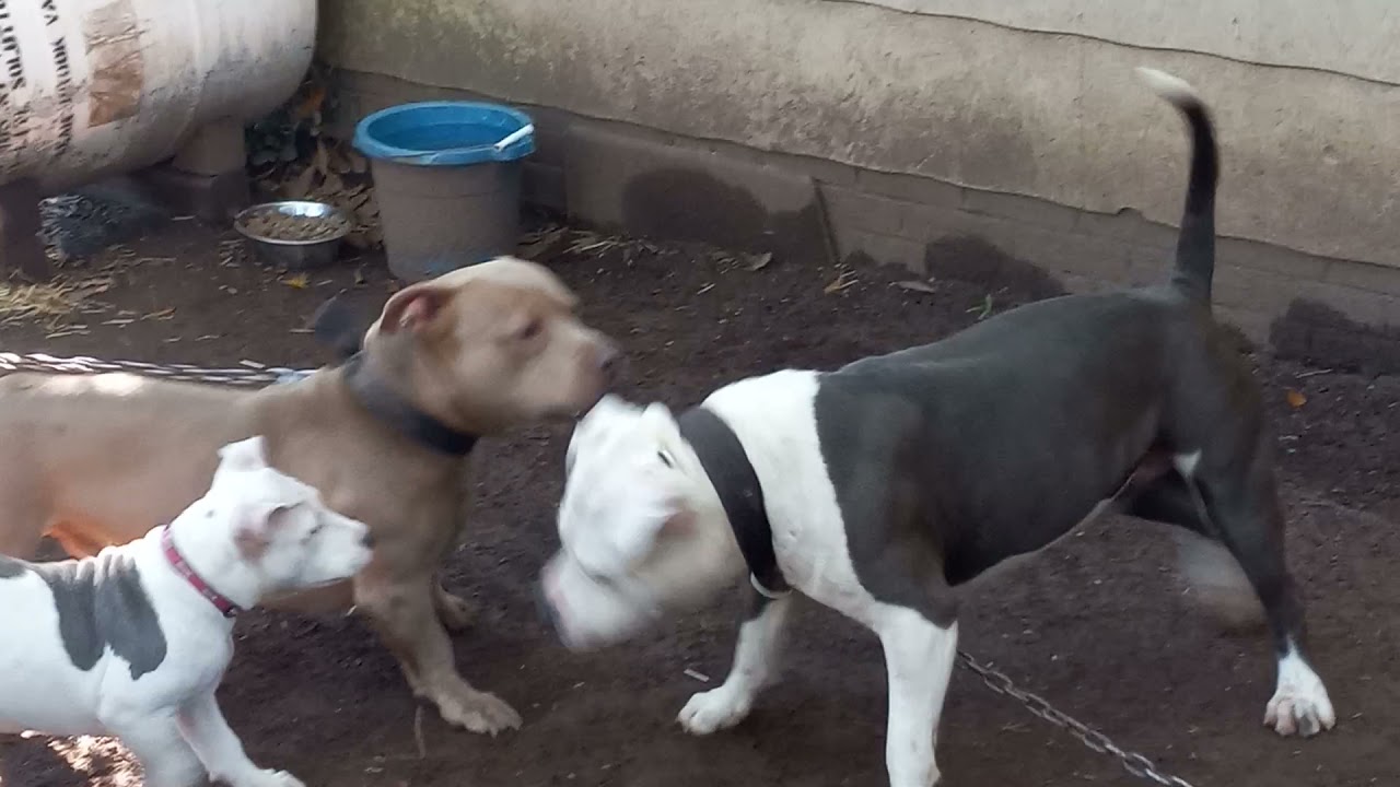 DeeSlimDaOG : CHAIN SET UP & DOG HOUSES 4 my BEGINNERS 💯🤞🙏✊#staysolidisdamovement #bullygang85