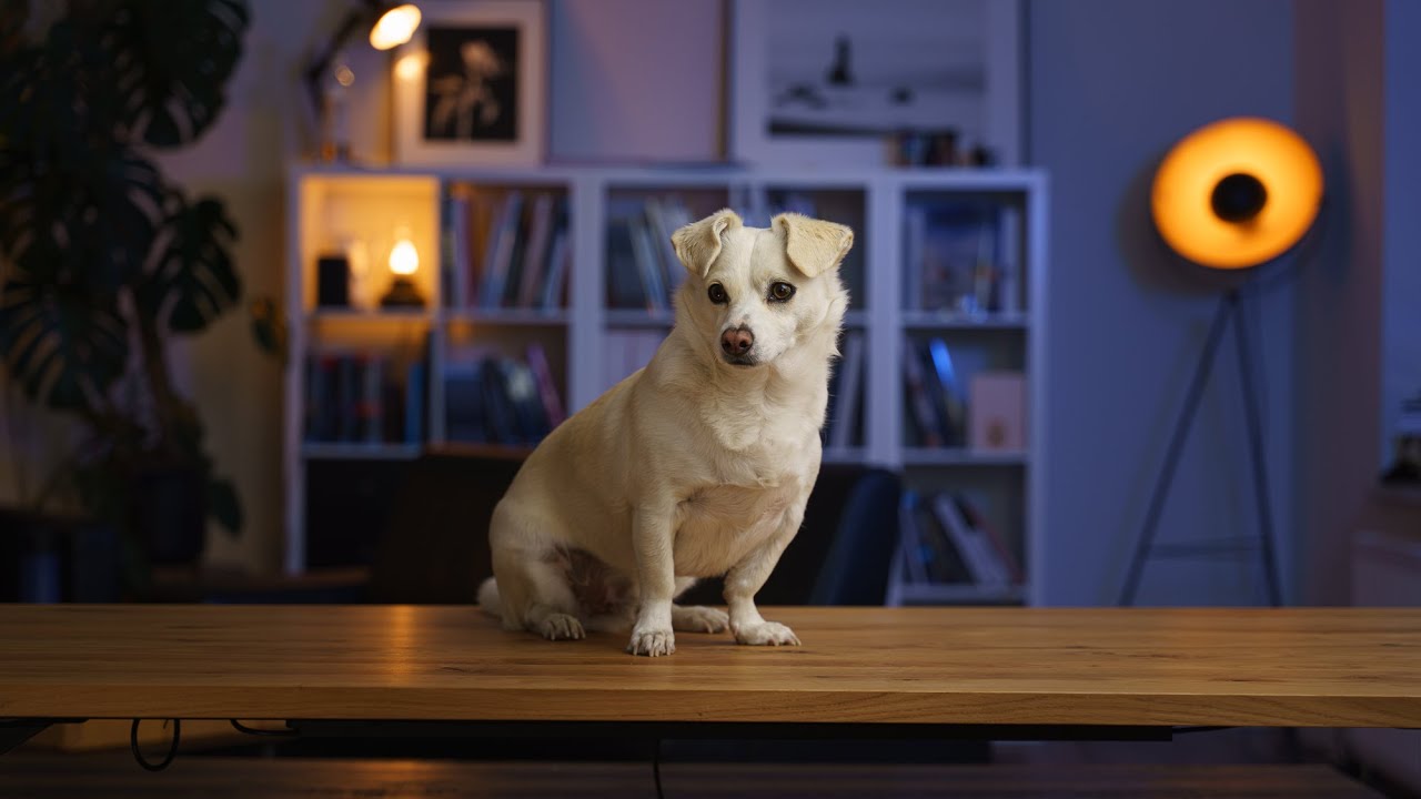 Ergotopia Elektrisch h&ouml;henverstellbarer Schreibtisch im Test - Perfekt f&uuml;rs Homeoffice?