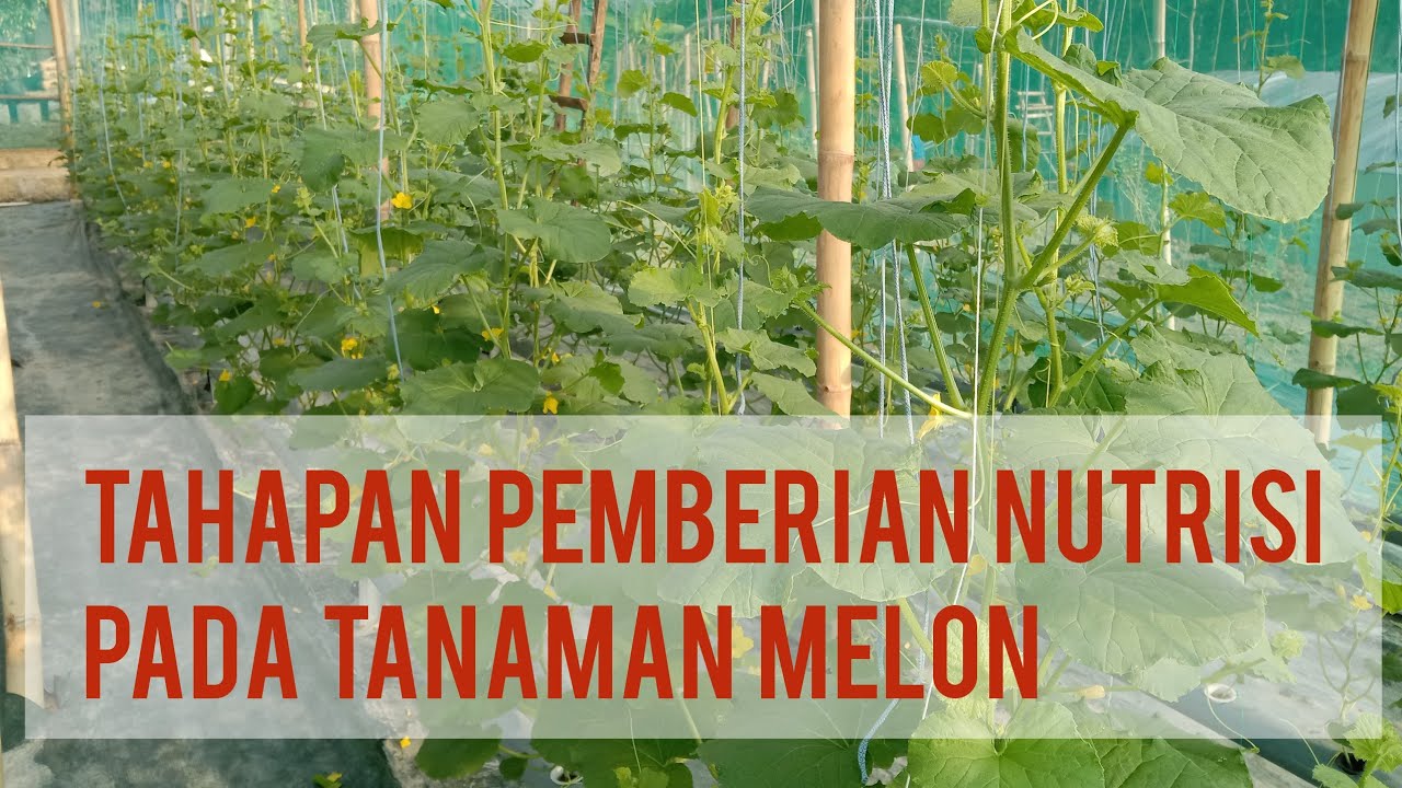 Tahapan Pemberian Nutrisi pada Tanaman Melon Hidroponik
