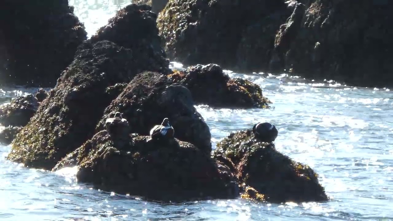 Yaquina Head, 4k