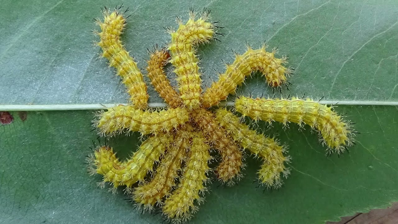 Io Moths! (Caterpillars Raised During 2021)