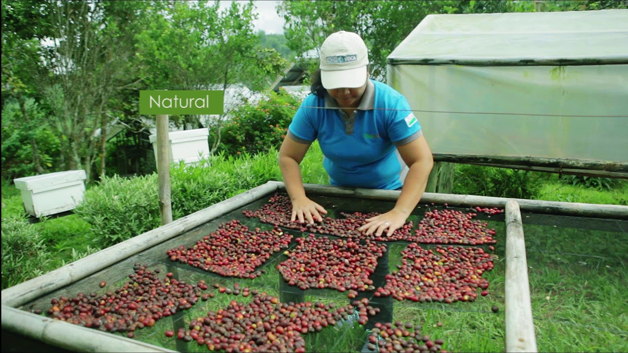 Coffee Post Harvest Practices