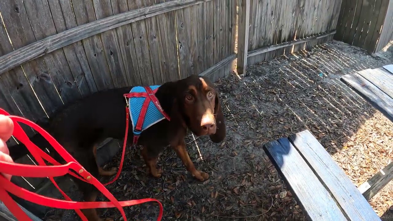 AKC Excellent Exterior Search - Qualifying run - 1st Place finish 