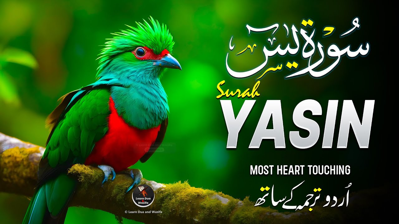 Surah Yaseen (Yasin) سورة يس | Ultimate Majestic Quran for Deep Sleep & Tranquil Heart #surahyaseen