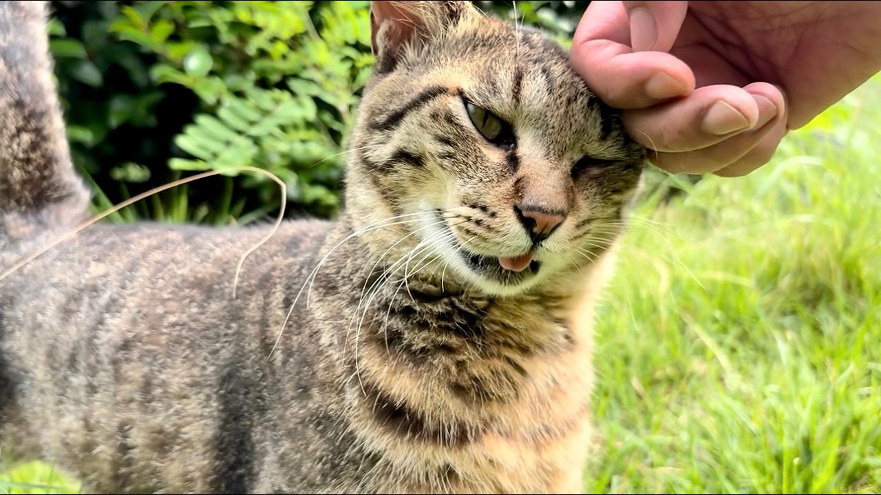 大声で来た自由奔放なニャッハー見て女子キジ猫ちゃん引いてる