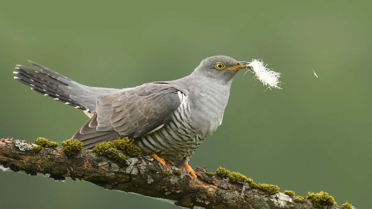 Cuckoo Bird The Clever Bird with a Surprising Habit  Explained Simply