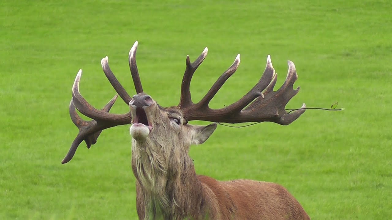 Red Deer Bolving (Roaring)