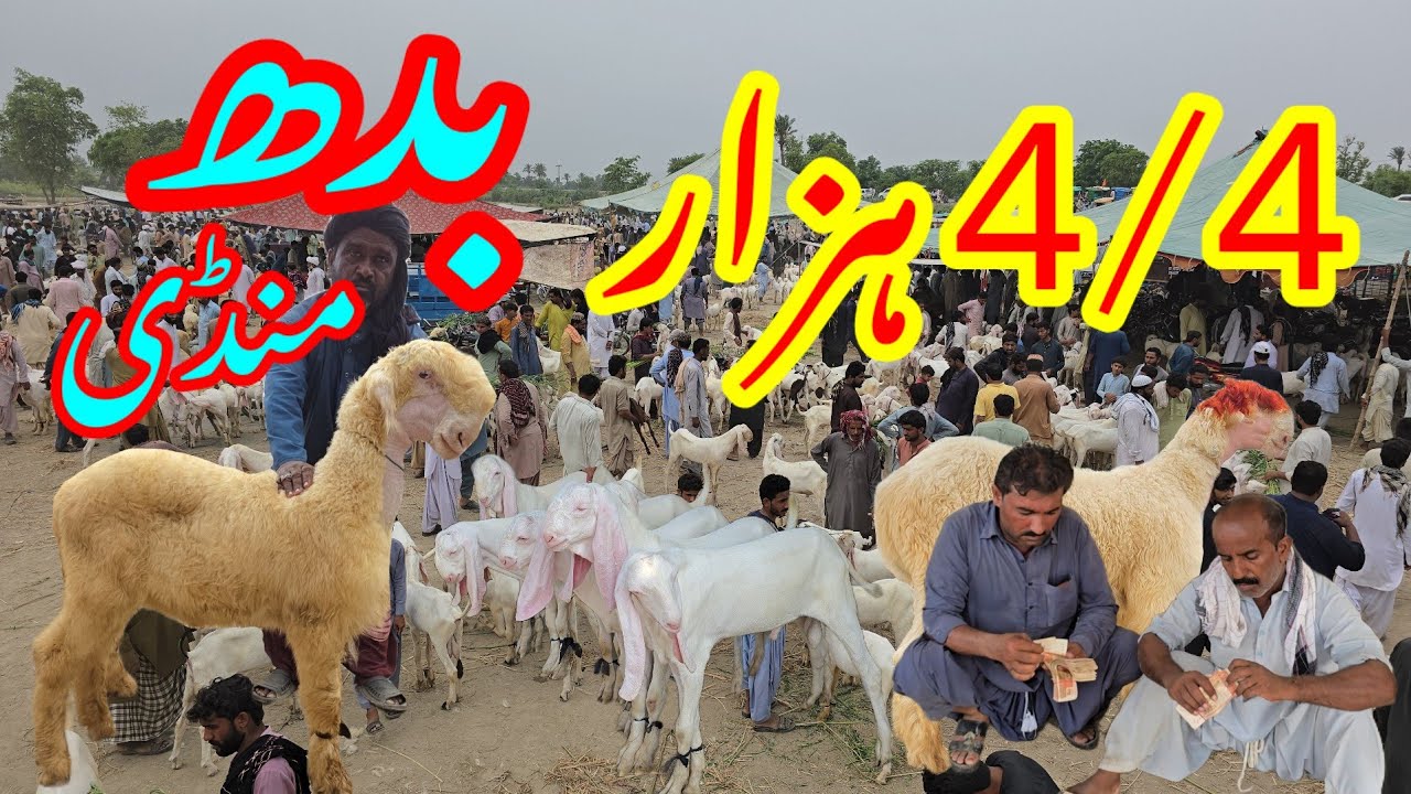 Lut Gaya rate mandi 2026 Dera Ghazi Khan Budh Mandi بدھ منڈی ڈیرہ غازی خان