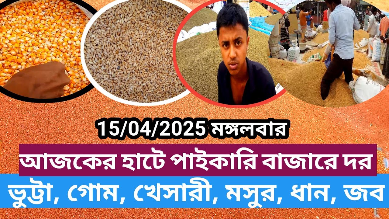আজকের হাটে ধান, গোম ,ভুট্টা ,সরিষা ,মসুর ,খেসারি ,জব সরাসরি পাইকারি দাম কত শুনুন একসাথে