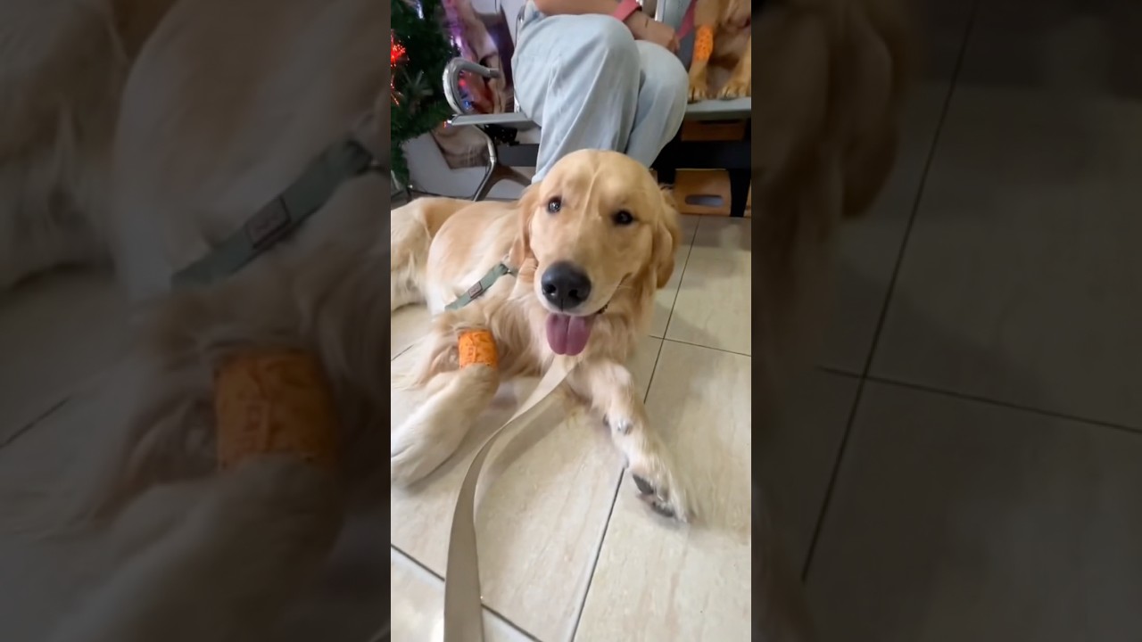 LA OPERACI&Oacute;N DE MIS PERROS 🐶 #perros #esterilizaci&oacute;n #mascotas #goldenretriever #vlog #cirugia