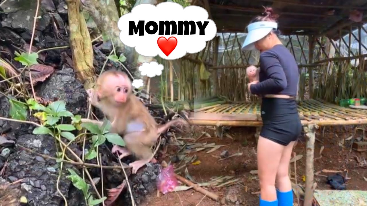 A Beautiful Baby Monkey Abandoned In The Forest Was Helped By A Beautiful Girl