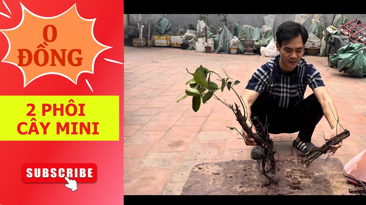 Cắt và Demo 2 Phôi Khai Thác Bờ Tường Đơn Giản Để Giâm Cây Khỏe Nhất