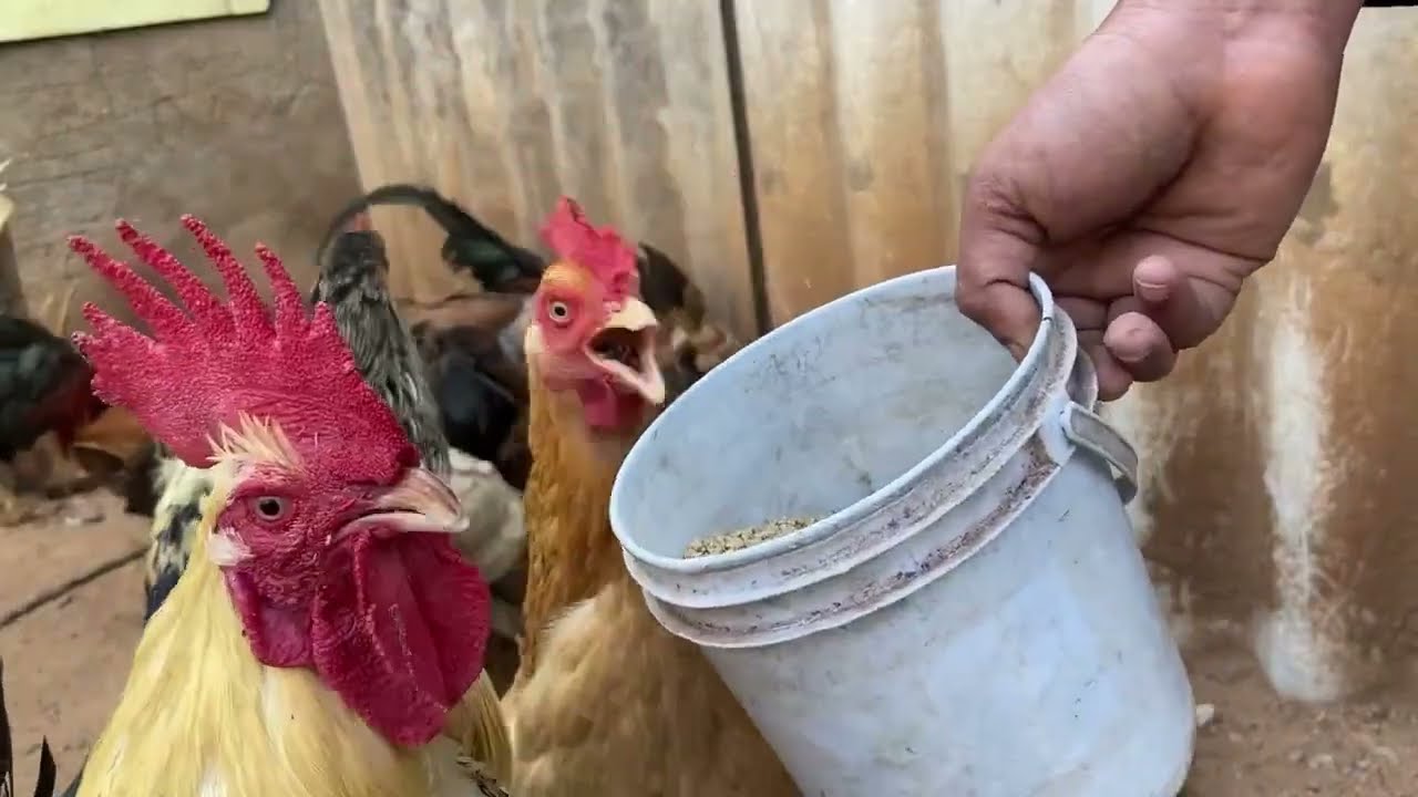 Condition of the chicken after the chicks are hatched from the eggs 😢