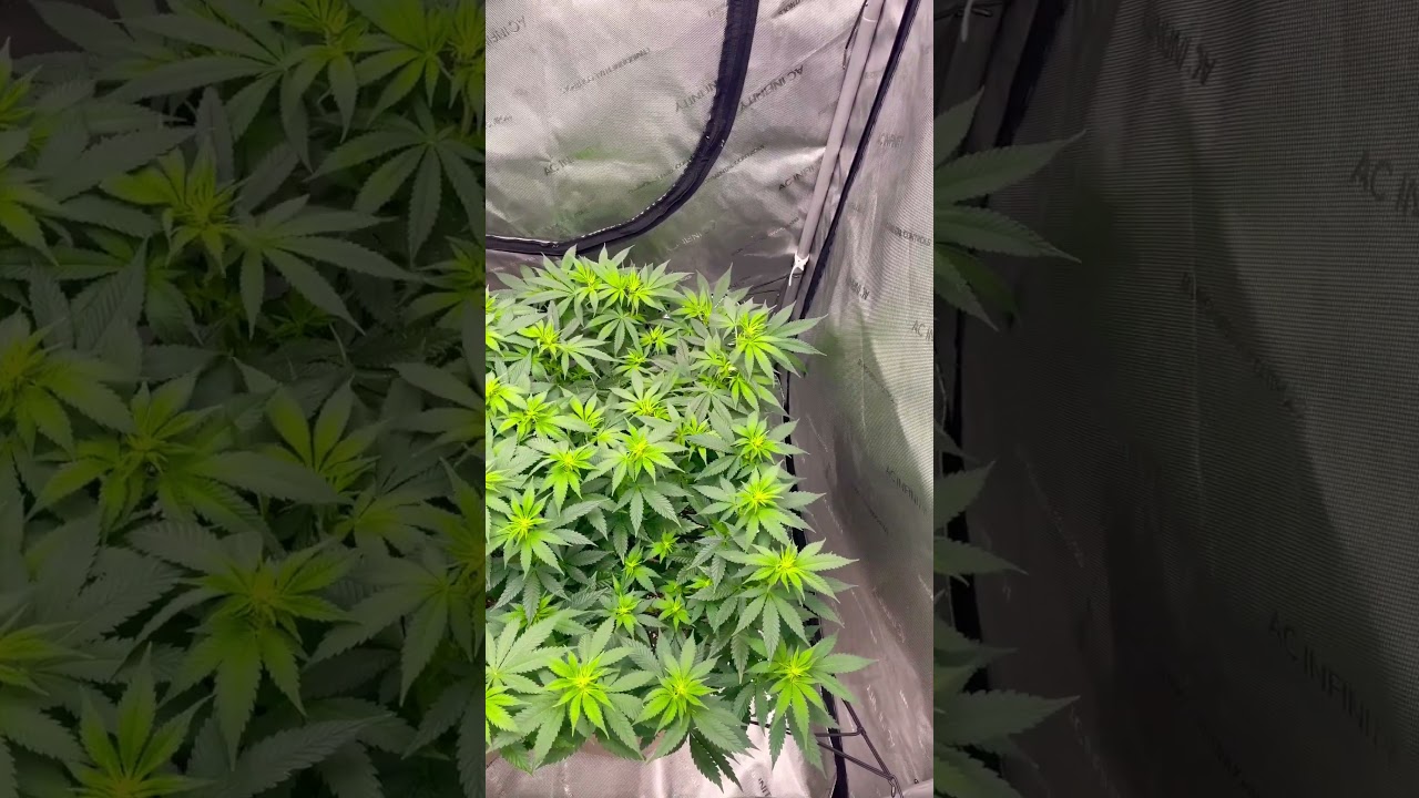 week 2 flowering pistils Roots Organic Terp Tea bloom LST SCROG