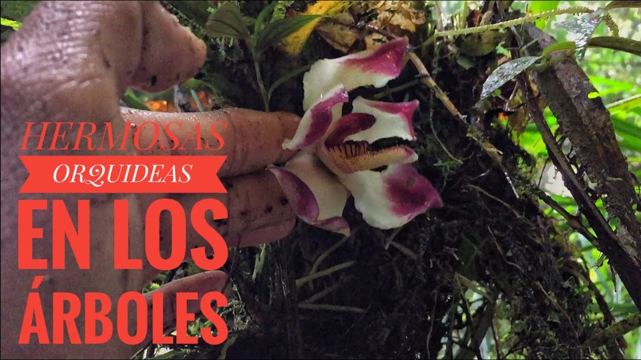 HERMOSAS ORQUÍDEAS & PHILODENDRON EN LOS ÁRBOLES DE COLOMBIA.