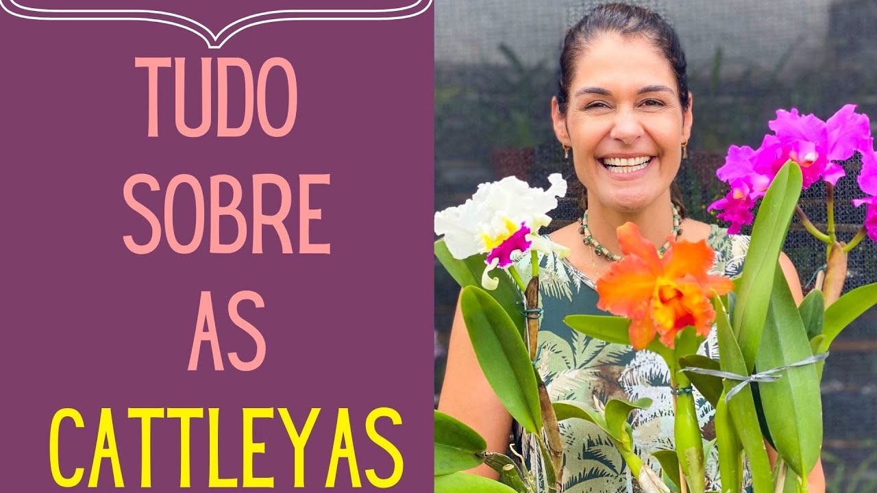 ORQUÍDEAS: Orquídea Cattleya: Cuidados, replantio e como ter flor o ano todo