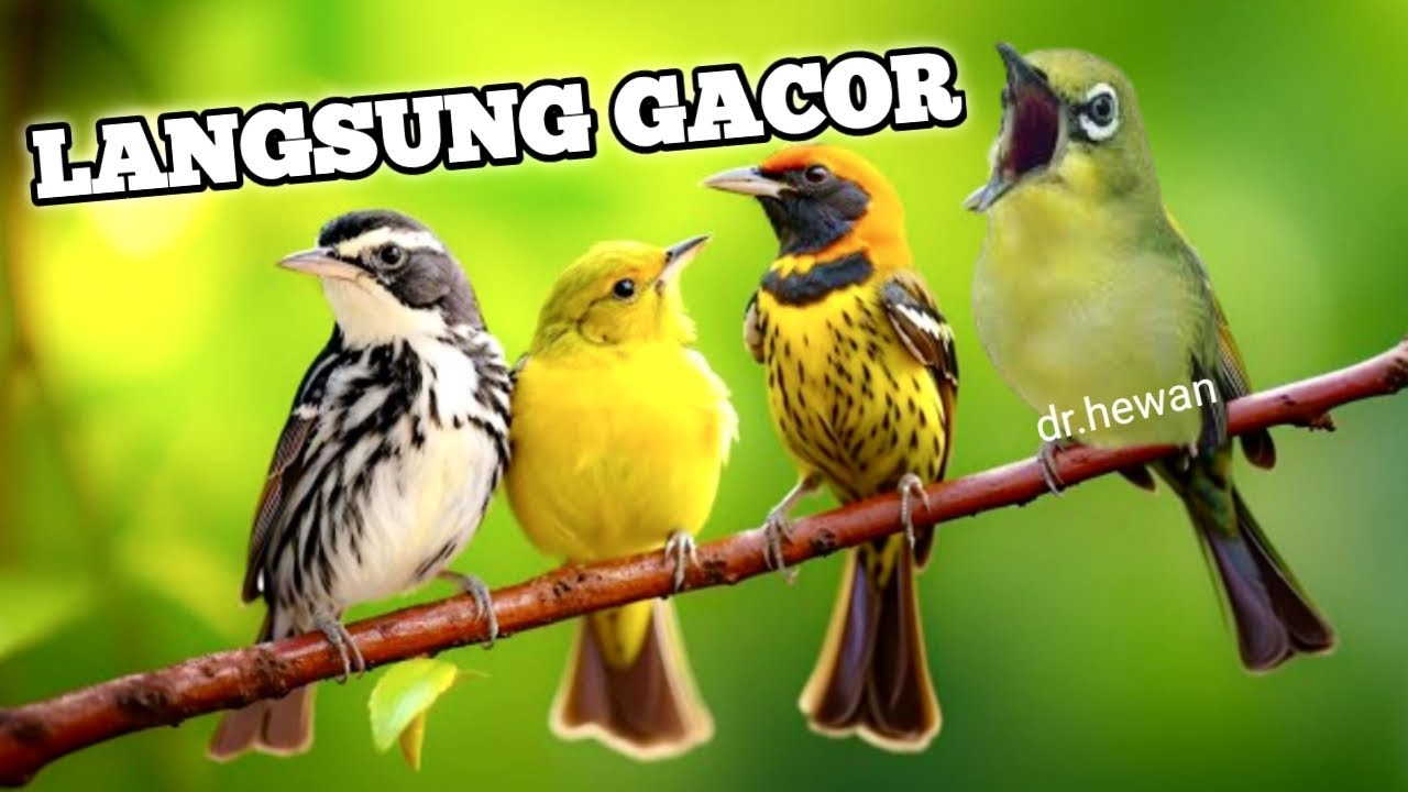 Mental Juara, Pancing Master Kecial Kuning Ciak Ciak Pasti Burung Tambah Gacor, Burung Mahal