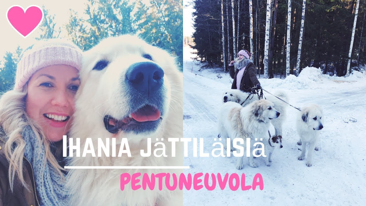 Tutustuin upeisiin jättiläiskoiriin