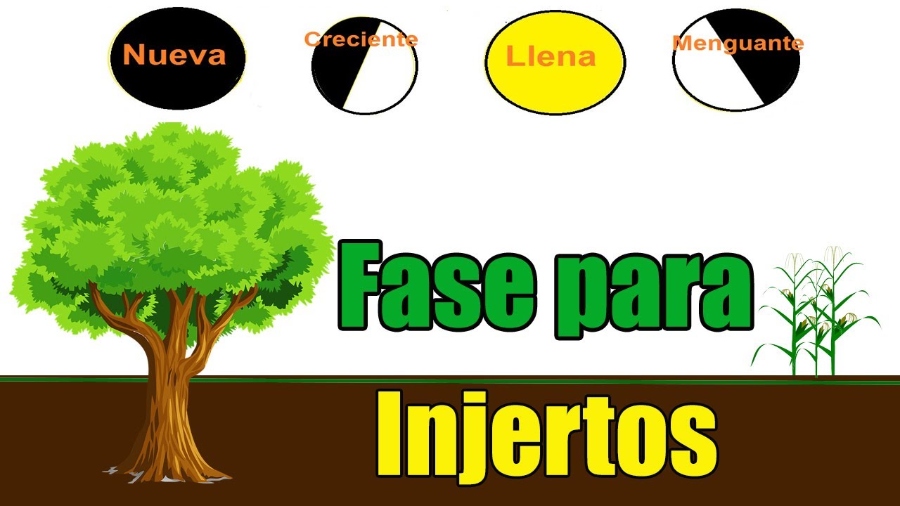 FASES LUNARES para hacer INJERTOS // fases de la luna en la agricultura y frutales
