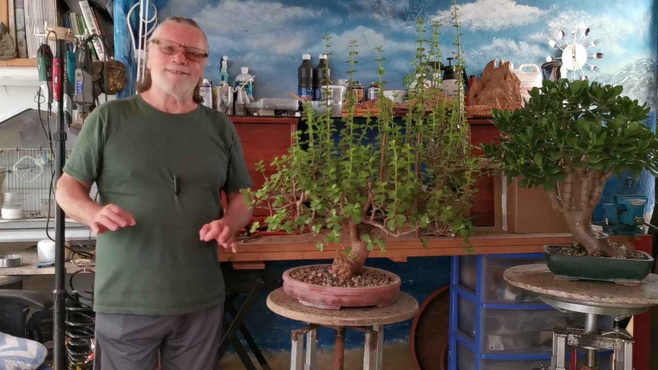 Compartir, 3 bonsai 2 portulacaria afra y un jade planta del dinero .