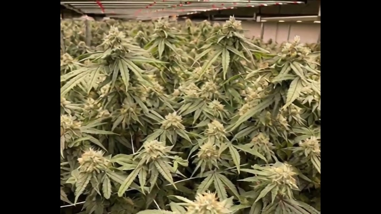 720W grow light,2.9 umol/J,PPF 2088umol/s,full spectrum,660nm,dimming system#growlights #led