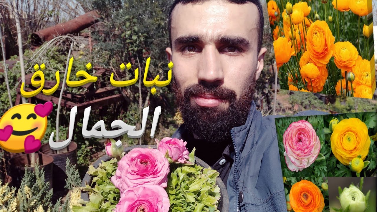 زراعة نبات الراننكيل في المنزل
