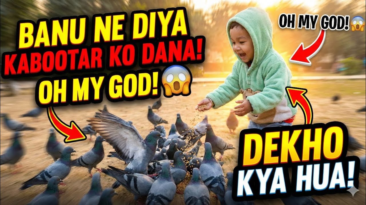 Aaj banu ne diya kabootar ko dana #beta #morningview#ghaziabad #kabootar #minivlog  #like #share 