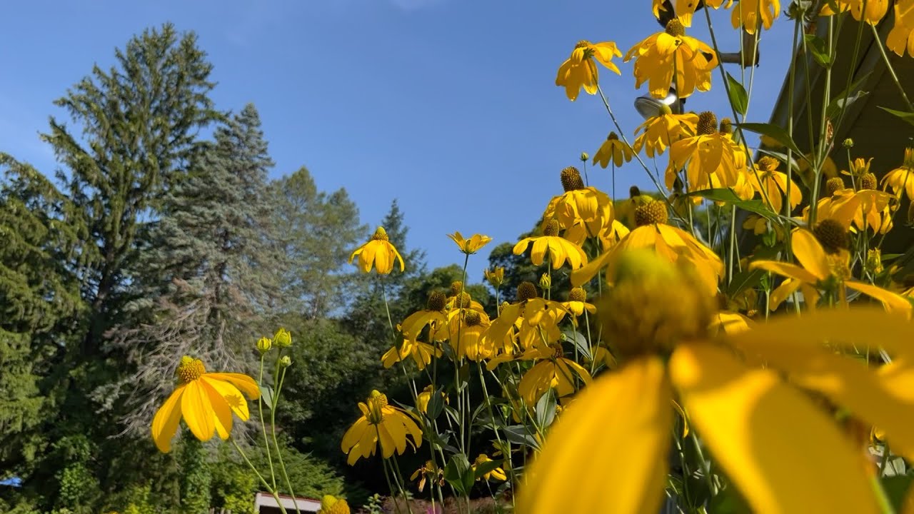 Early August Tour PT1 (Trees, Native Plants, Pretty Flowers, Tasty Crops) : The Bittersweet Gardens