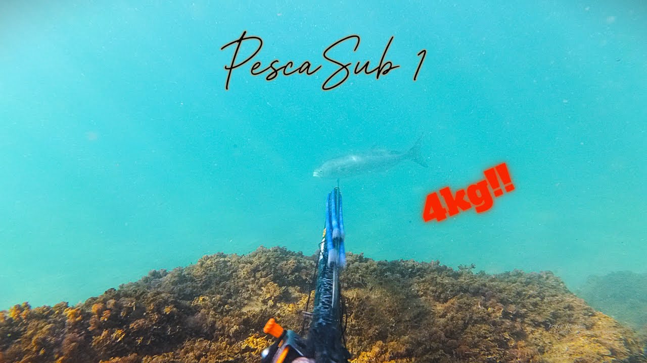 Pesca submarina Alicante! Varias  capturas! #spearfishing  #pescasub