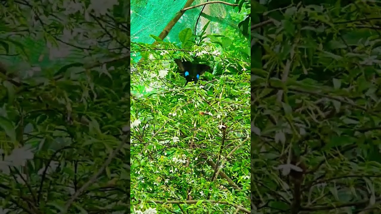 Flying Butterfly #viral #satisfying #trending #shortvideo