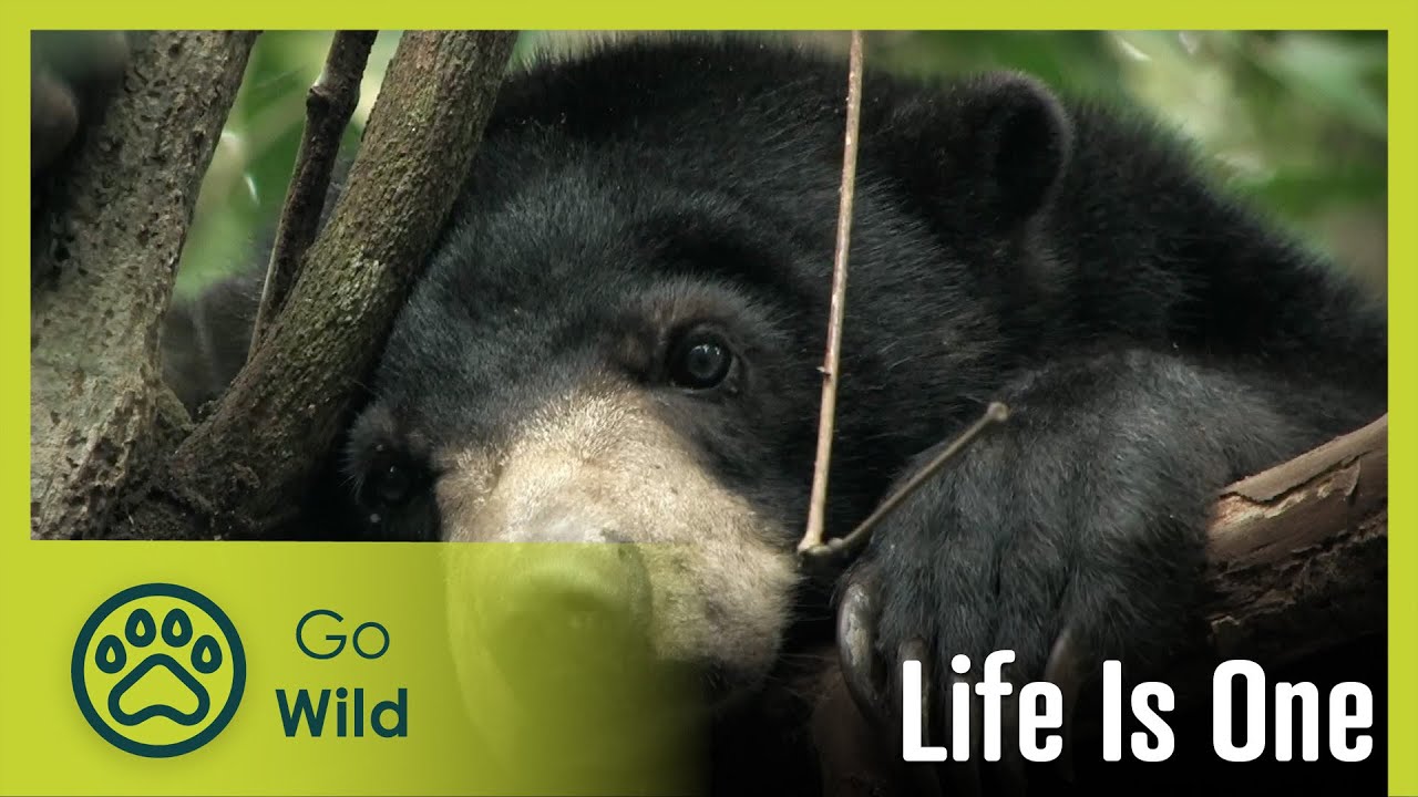 Life is One | Go Wild