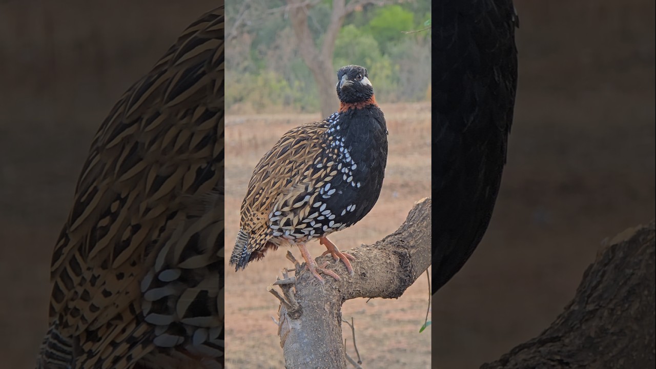 khubsorat kalateetar | ##birds #shortsviral #wildlife #kalateetar