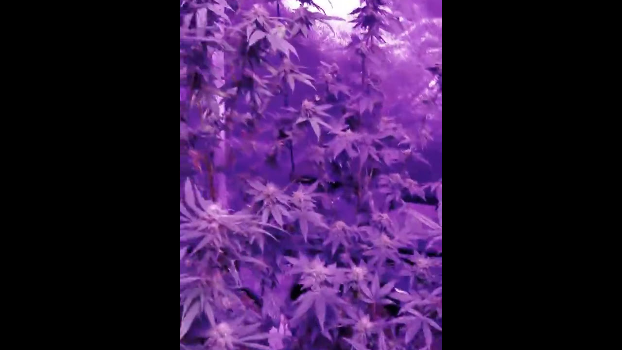 Cannabis flush all💦💦 water 🍁🌼🌻