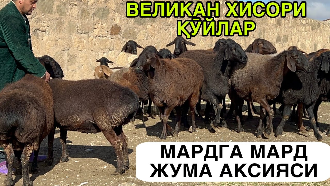 СОТИЛГАН👍👍👍 ГИГАНТ ҚӮЙЛАР КЕЛДИ. 