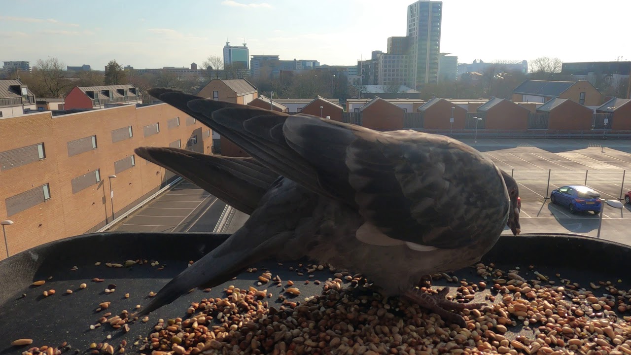 Pigeons Love Eating Seeds