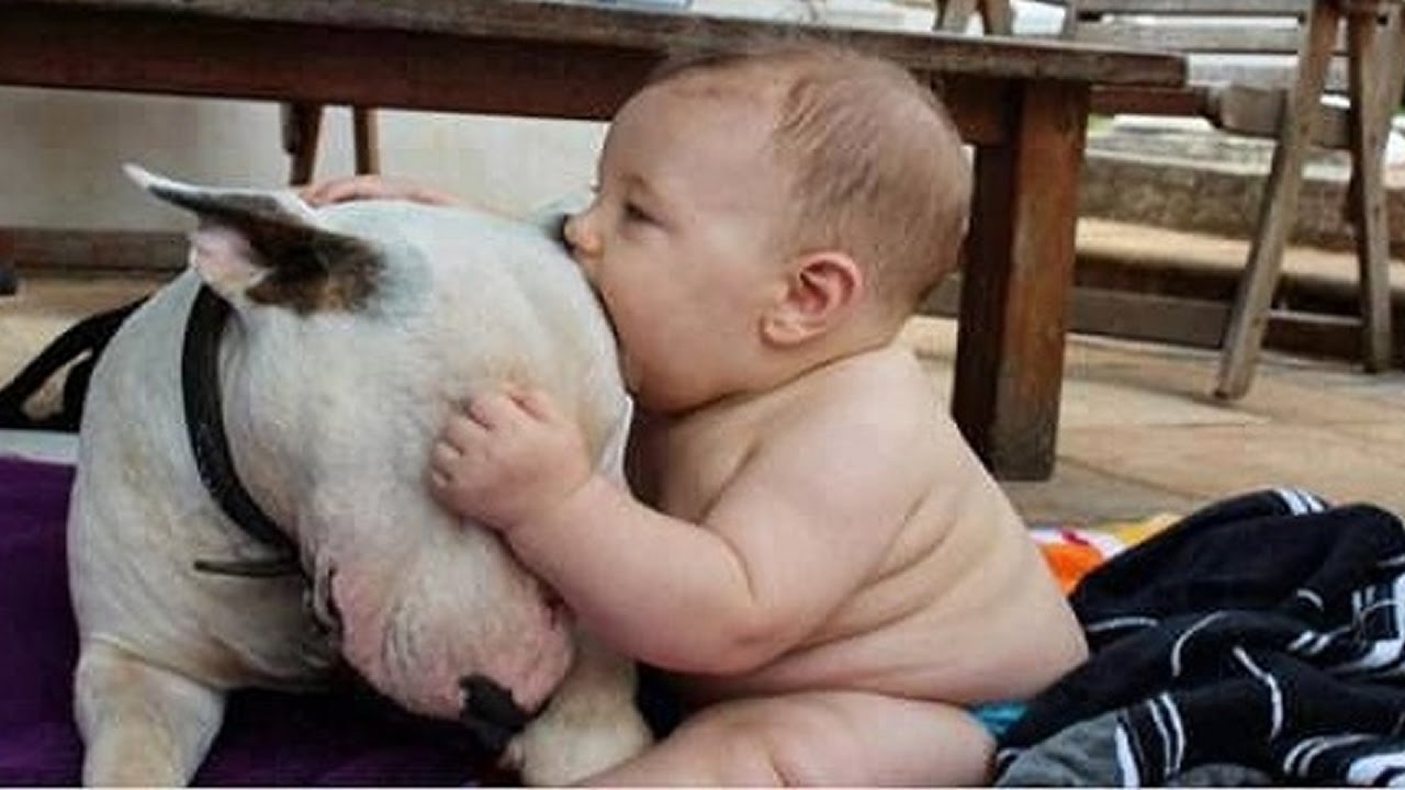 Cute Bull terrier Dogs and Adorable Babies - Funny Dog loves baby Compilation