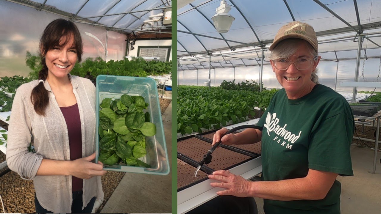How to Start Seeds for Hydroponics | Spinach Harvest