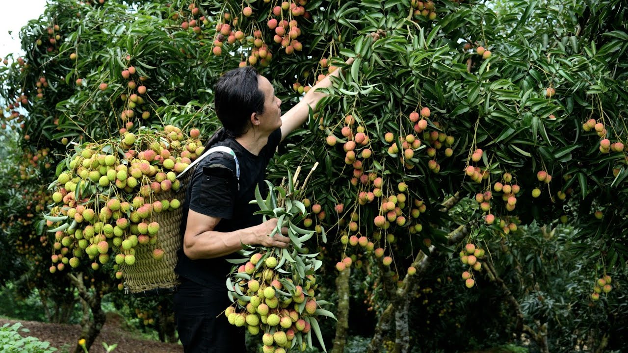 Zon harvests lychees to make a traditional dish, and sells them at the market.