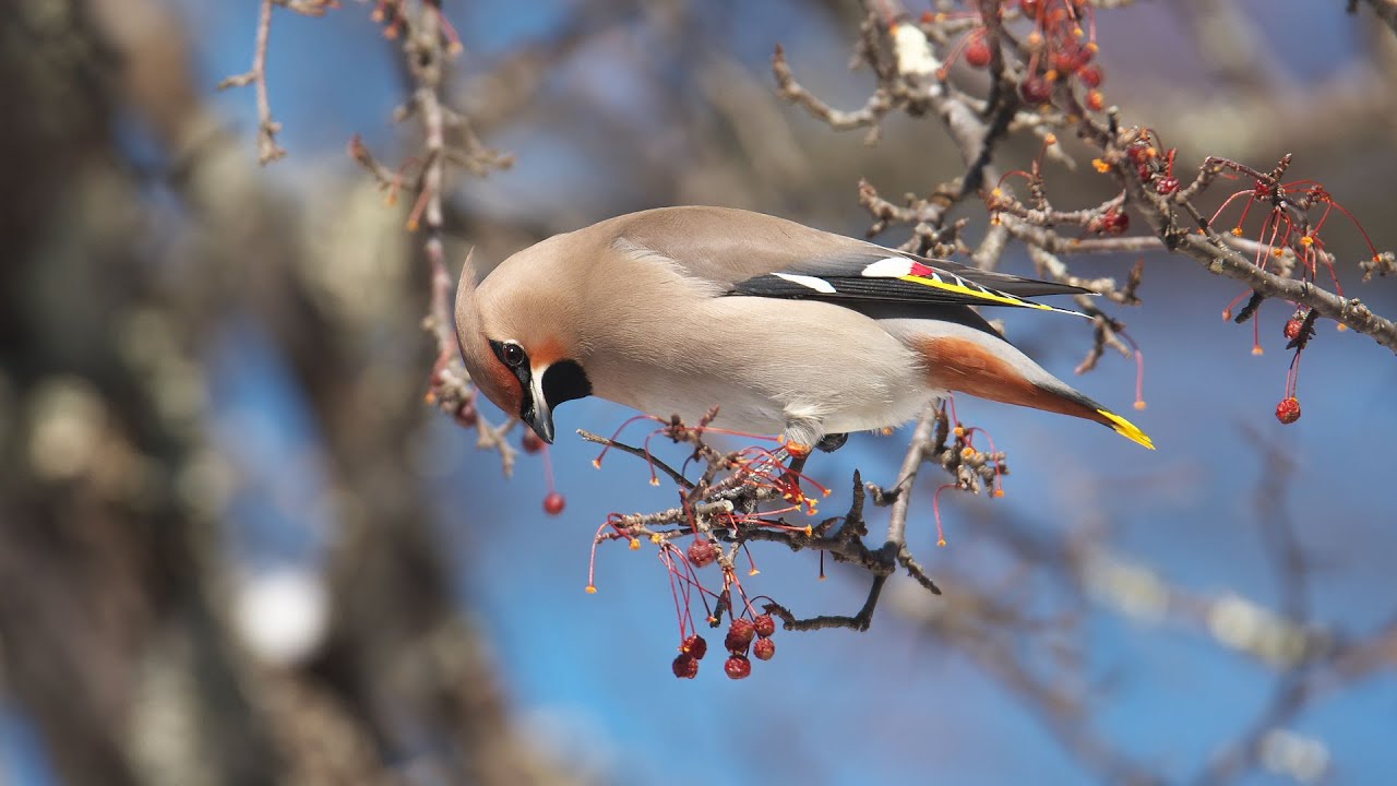 木の実に群がるキレンジャク（黄連雀、Bohemian Waxwing）とヒレンジャク（緋連雀、Japanese Waxwing）