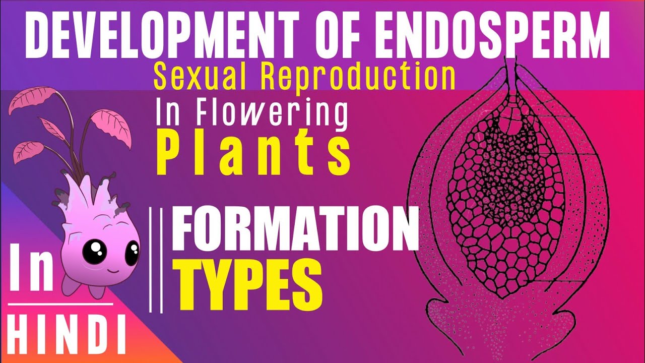 Endosperm ।। Endosperm development, Types & Function ।। BotanyTv