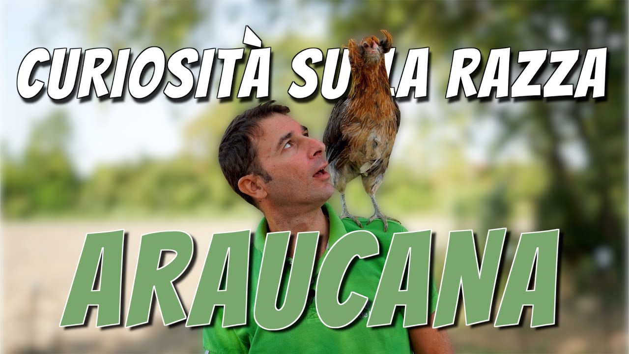 La Razza Araucana | Caratteristiche di questa razza avicola